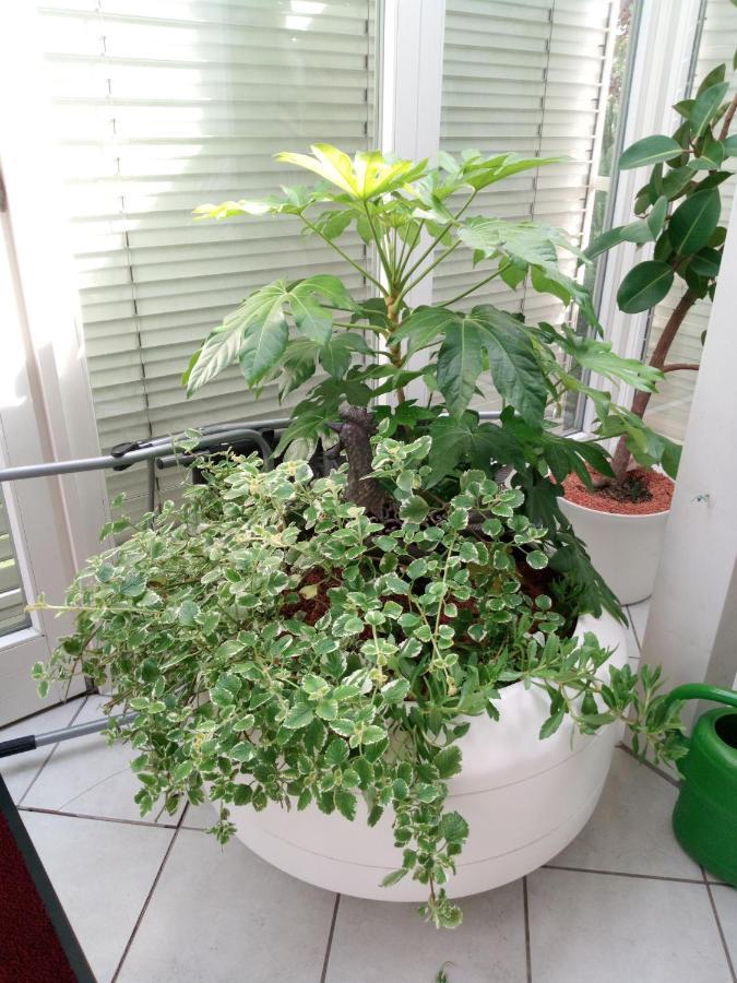 Ferienwohnung Schwalbennest Sommerach Εξωτερικό φωτογραφία