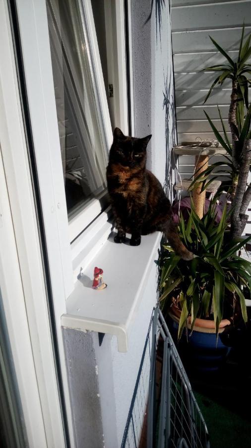 Ferienwohnung Schwalbennest Sommerach Εξωτερικό φωτογραφία